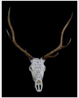 Skull Mount – Custom Engraved